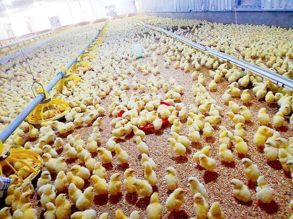 Ministry to pay poultry subsidy to beneficiaries directly