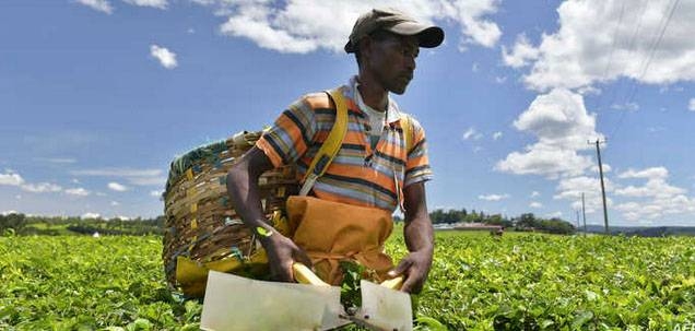 Kenya tea producers turn over a new leaf as prices stumble