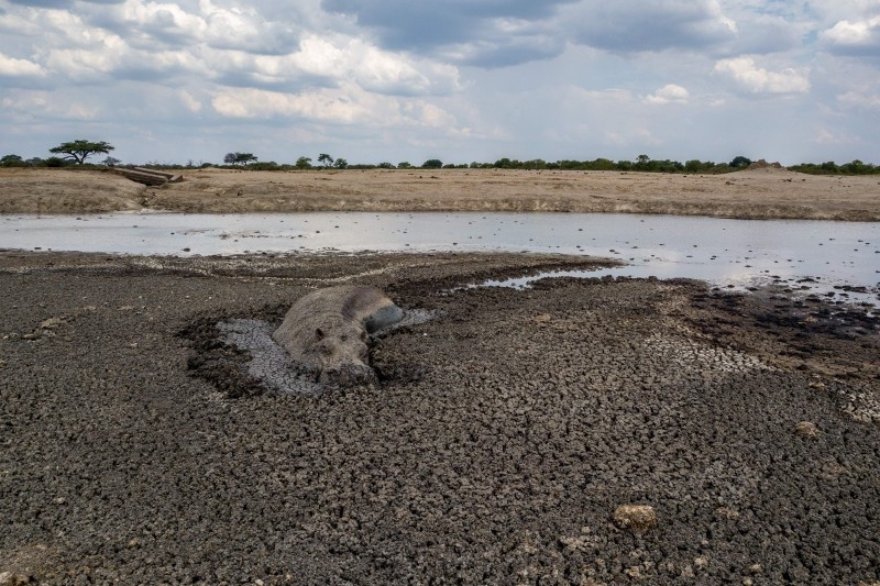 The carcass of an elephant that succumbed to drought in the Hwange National Park, in Zimbabwe is seen in this file photo taken on November 12, 2019. -AFP