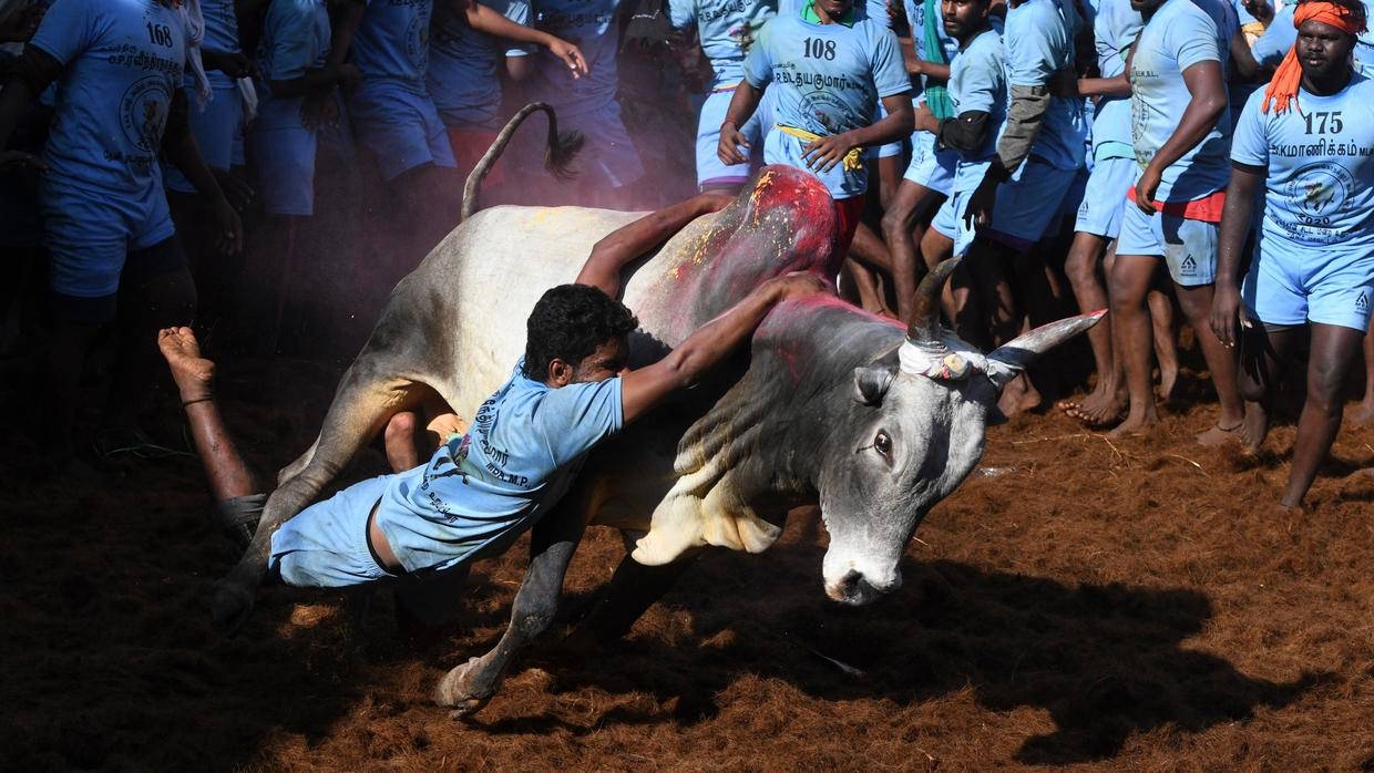 On the opening day of the festival on Thursday, more than 20 men were injured in the city of Madurai as over 600 men wrestled with as many bulls, officials told local media. — AFP