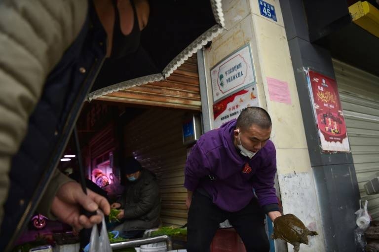 A turtle for sale at a market in Wuhan, the epicenter of a deadly new virus that came from an animal. — AFP
