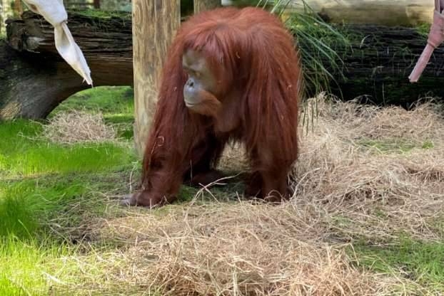 The 33-year-old orangutan Sandra joined the Florida retirement community after a court in Argentina declared her a 'non-human person' with the right to liberty from a Buenos Aires zoo. — Courtesy photo
