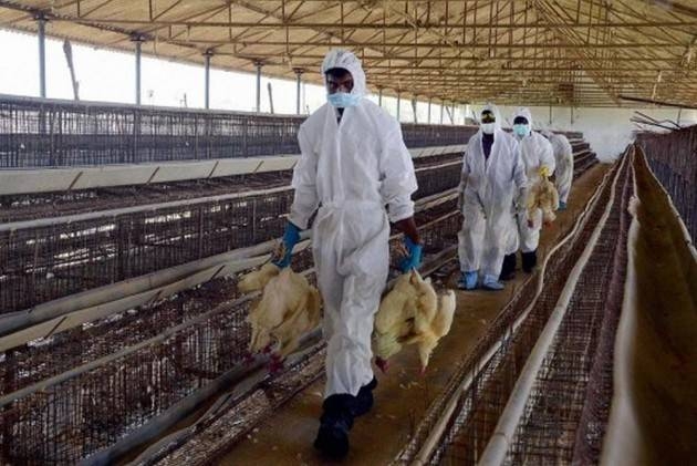 Bird flu virus spotted in Riyadh, cannot be transmitted to humans: Ministry