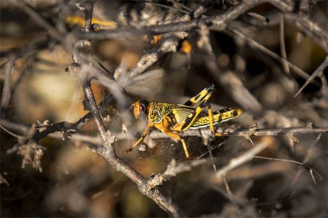 Swarms of locusts which are wreaking havoc across East Africa have now arrived in South Sudan, the government said Tuesday, threatening more misery in one of the world's most vulnerable nations.