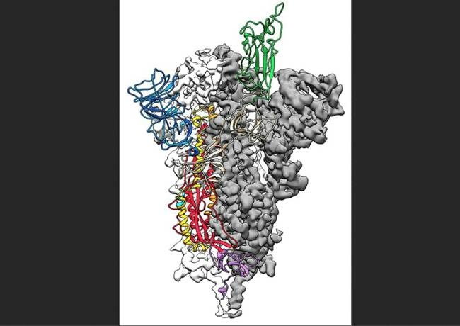 A team from the University of Texas at Austin and the National Institutes of Health have developed a 3D atomic scale model, seen here, of the novel coronavirus' spike protein, responsible for attaching the virus to human cells. — AFP