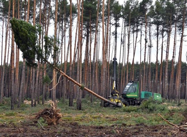 The clearing work on the site for the future Tesla plant has started again. — AFP