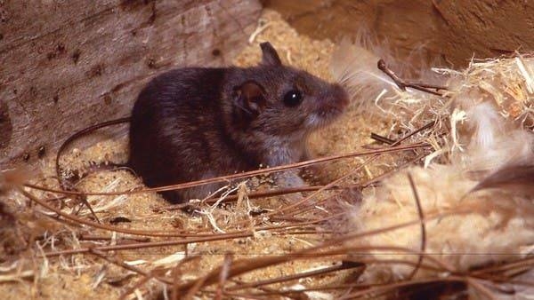 The deer mice are the principal reservoir of Sin Nombre (SN) virus, the primary etiologic agent of hantavirus cardiopulmonary syndrome (HCPS) in North America. -- Courtesy photo