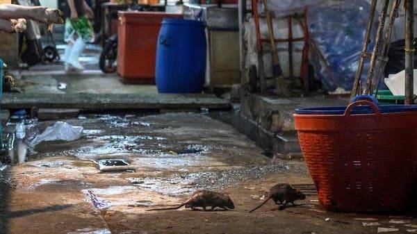 Rats run between the stalls in Bangkok. -- Courtesy photo
