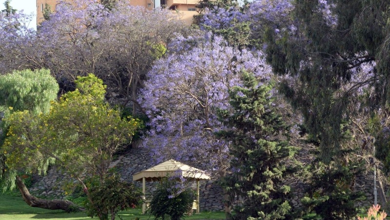 Jacaranda trees in bloom in Abha, Saudi Arabia. — SPA 