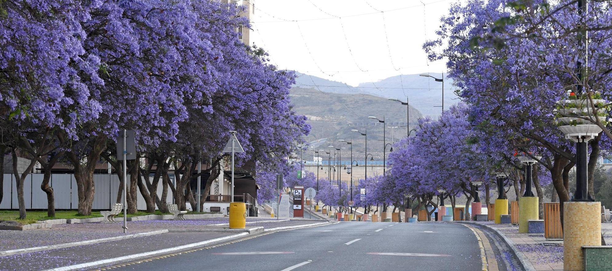 Jacaranda trees in bloom in Abha, Saudi Arabia. — SPA 