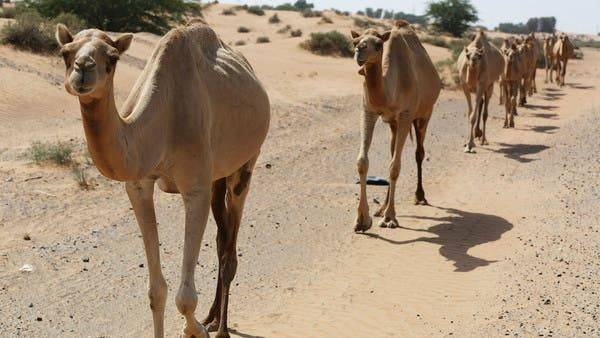 A herd of camel walk through the wild in Ras Al-Khaimah, United Arab Emirates. -- Courtesy photos
