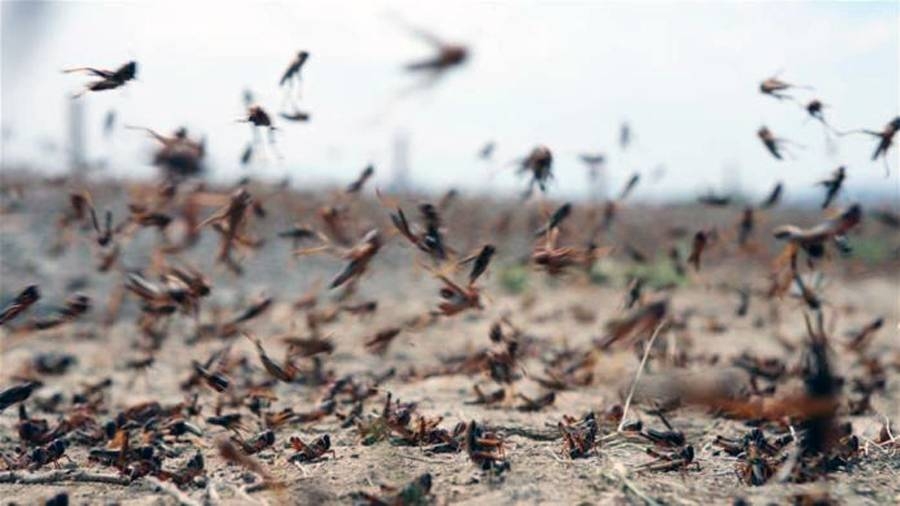 MEWA teams in Saudi Arabia have explored and cleared 369,391 hectares of land of desert locust swarms during the spring season.