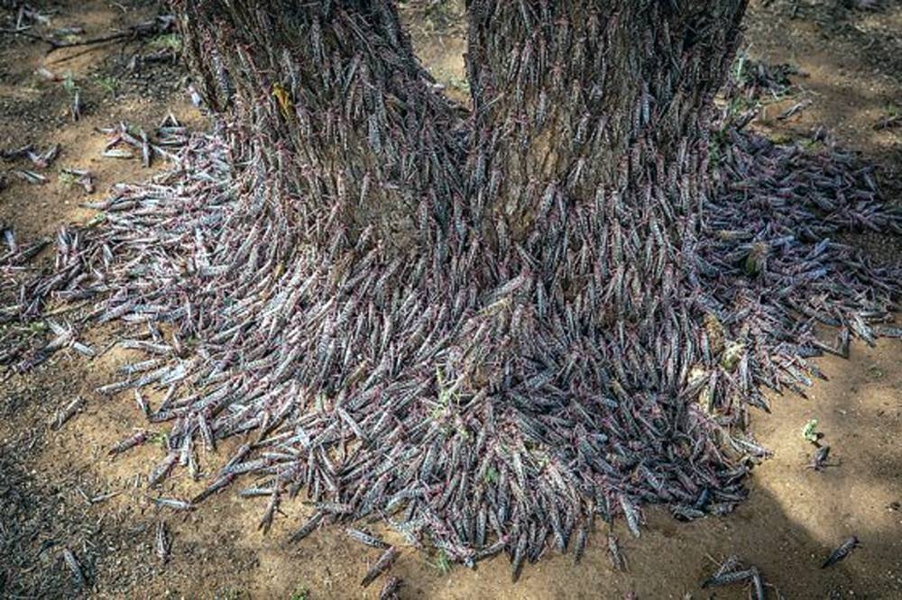 Locusts have great potential as animal feed and are virtually free. — courtesy photo FAO