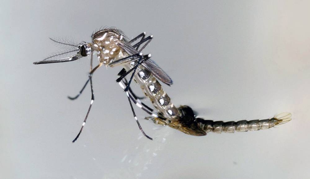 The Aedes Aegypti mosquito transmits zika, in addition to dengue and chikungunya.