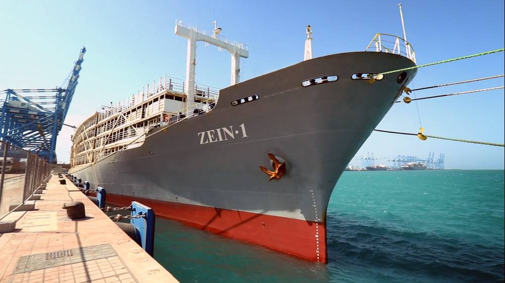 The first shipment of some 4,500 Holstein cows, one of the best breeds for milk production, have arrived at the Khalifa Port from the Republic of Uruguay on ZAIN 1.