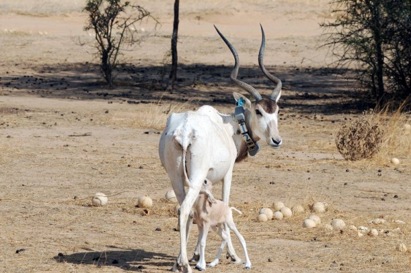 The first Addax calf with his mother in Chad.