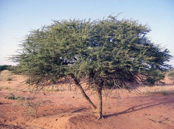 Native plants are particularly valuable and preferred as they are fully adapted to the climate and conditions around the Red Sea destination, both coastal and inland.
