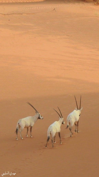 Uruq Bani Mu’arid Protected Area is located on the western edge of Ar-Rub‘ Al-Khali, south of the Tuwayq escarpment within the Riyadh and Najran regions, 700 km to the south of the capital city of Riyadh. —  Courtesy photo