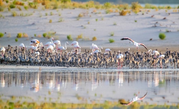 Al Wathba Wetland Reserve has been nominated for the Middle East’s Responsible Tourism Award, part of the 27th World Annual Travel Awards.
