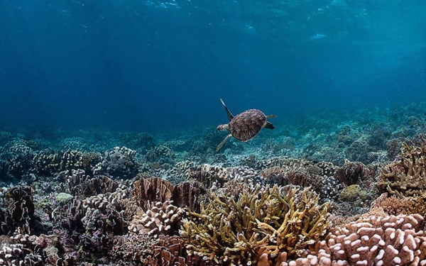 A sea turtle glides over the reef in Raja Ampat, Indonesia. — courtesy Coral Reef Image Bank/Tracey Jen