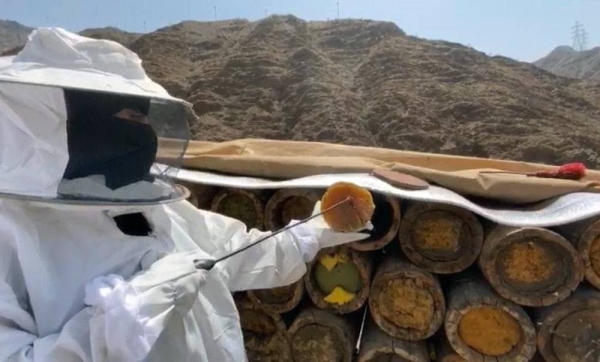 Hanaa Al-Alamai, a young Saudi woman from Rijal Alma in the southern Asir region, is a fair hand at extracting honey and a veritable veteran in handling bees from the time she made her entrance into this field.