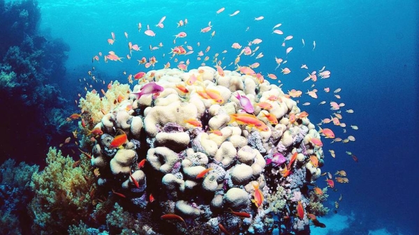 Australia's Great Barrier Reef has lost more than half of its corals over the past three decades due to rising sea temperatures, a new study has found.