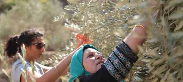 Palestinian women in their olive groves, bringing in the harvest, in Burqin Village near Nablus in this file picture. — Courtesy photo