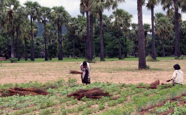 The majority of people in Myanmar’s rural areas rely on farming, fishing and raising animals to earn a living. — courtesy FAO/Soe Moe Naing