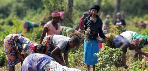 
Women farmers in Sierra Leone are being encouraged to take on leadership roles in peacebuilding. — courtesy FAO/Momodu Deen Swarray