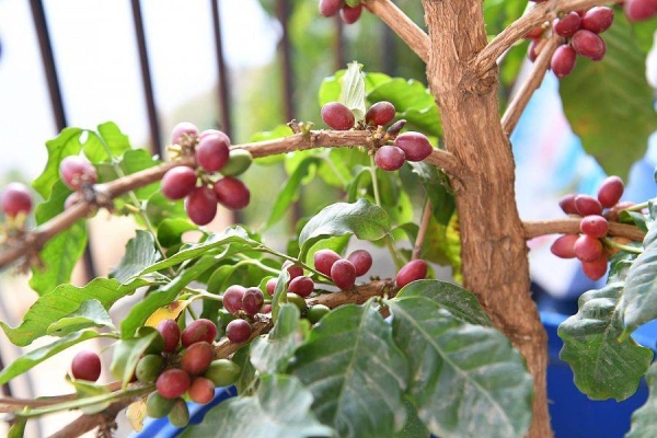 Over 1,000 farmers engaged in annual 
Khawlani coffee harvesting in Jazan