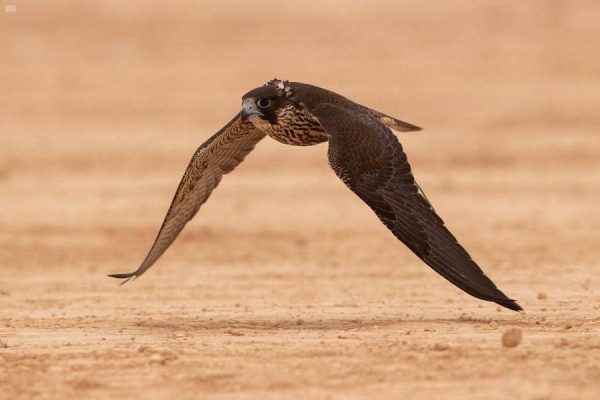 King Abdulaziz Falconry Festival to kick off Saturday