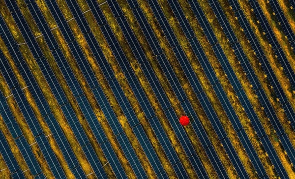 A person carrying a red sun brolly walks through a solar panel farm in France. — courtesy Maxime Pontoire
