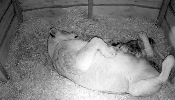 A video grab of a lioness with her cubs in the Arnhem zoo. On Thursday, Nov. 26, 2020 at around 19:30, the lioness at Royal Burgers' Zoo gave birth to triplets. 