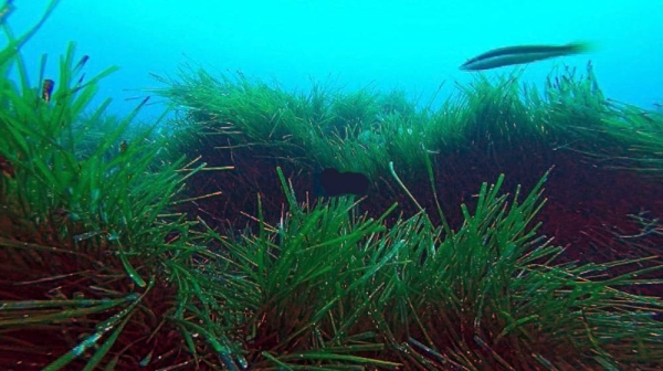 Posidonia Oceanica is an endangered seagrass species endemic to the Mediterranean Sea. — courtesy Euronews