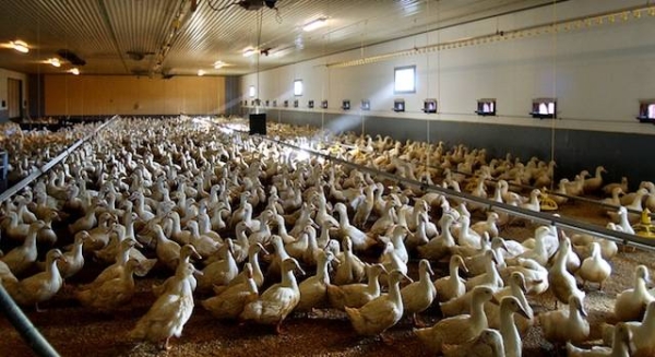 South Korea said on Wednesday it is speeding up efforts to cull poultry around farms infected with highly pathogenic bird flu amid growing concerns over the virus spreading nationwide. —Courtesy photo