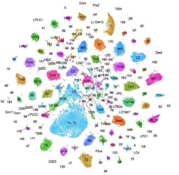 A team of researchers from NYU Abu Dhabi (NYUAD) and New York University (NYU) has created a 