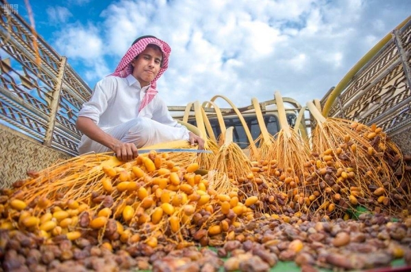 The FAO Council has approved the request of Saudi Arabia to establish an International Year of Dates in 2027. — SPA