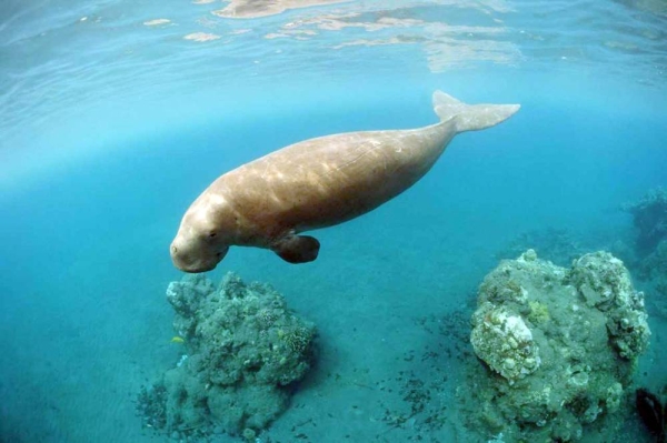 Dugongs