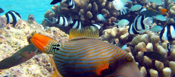 Various fish species browse over a shallow coral reef. — courtesy Wikimedia Commons/Jan Derk