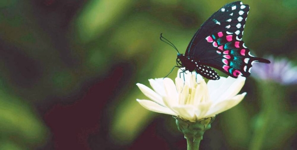 A butterfly collects nectar from a flower. — courtesy Unsplash/Aaron Burden