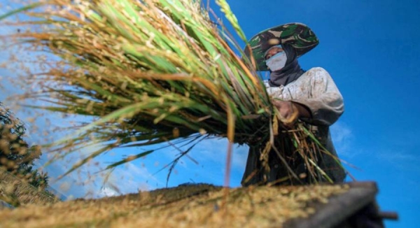 A farmer harvests rice in Bantaeng, Indonesia. — courtesy CIFOR/Tri Saputro