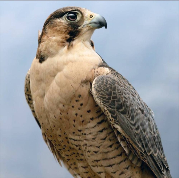 Falconers across the Kingdom have lauded the decision of the National Center for Wildlife (NCW) to ban hunting of Falco Peregrinus (Shaheen) and Lanner Falcon/Falco Biarmicus (Wakri) in addition to other types of falcons.