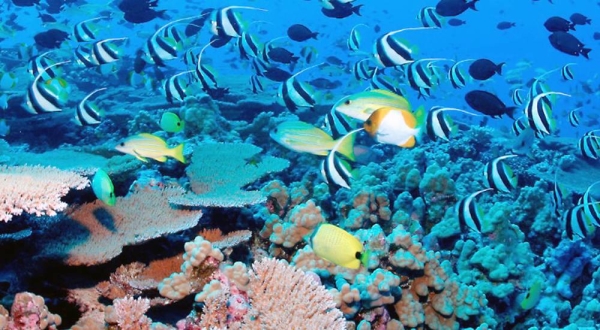 Reef fish and corals in the waters of the Seychelles archipelago. — courtesy UNDP