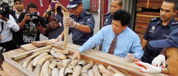 Malaysian customs officials show a seized illegal shipment of ivory. — courtesy TRAFFIC