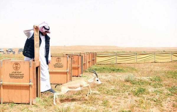 Prince Turki Bin Mohammed Bin Fahd, minister of state, member of the Cabinet and chairman of the board of directors of the Imam Turki Bin Abdullah Royal Reserve Development Authority, affirmed that the leadership pays great attention to the environment and natural reserves with the aim of developing them.