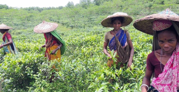 Female tea workers are going to drop the collected leaves at factory. Tea leaf pickers get 120 Taka ($1.5) daily wages to collect 24 kg leaves. — courtesy ILO/Alexius Chicham