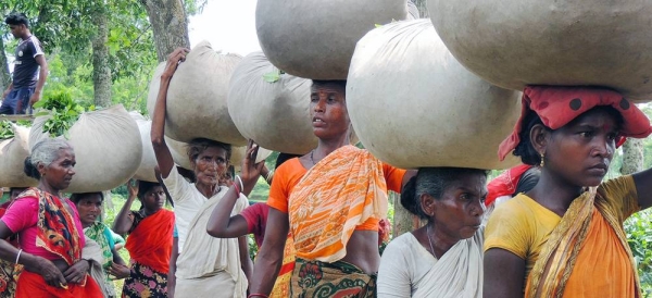 Female tea workers are going to drop the collected leaves at factory. Tea leaf pickers get 120 Taka ($1.5) daily wages to collect 24 kg leaves. — courtesy ILO/Alexius Chicham