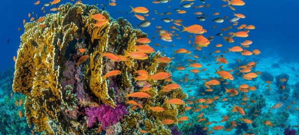 Fish swim around a coral reef in the Red Sea off the coast of Egypt. — Courtesy file photo