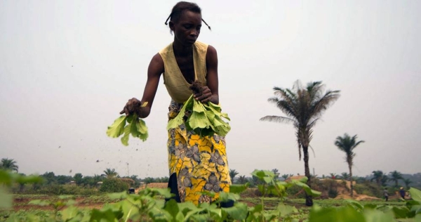 A farmer in the Democratic Republic of the Congo where 1 in 3 people suffer from acute hunger. — courtesy FAO/Junior D. Kannah