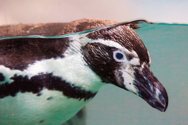 Al Ain Zoo has celebrated World Penguin Day this April 25, highlighting its efforts in conserving the species and nurturing penguins, including the Humboldt Penguin.